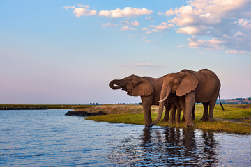 Two adult elephants and a small one (Loxodonta africana) drink along the banks of an African river