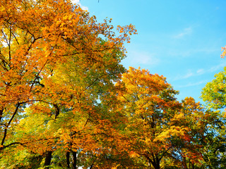 Fall colors on trees in October in North America