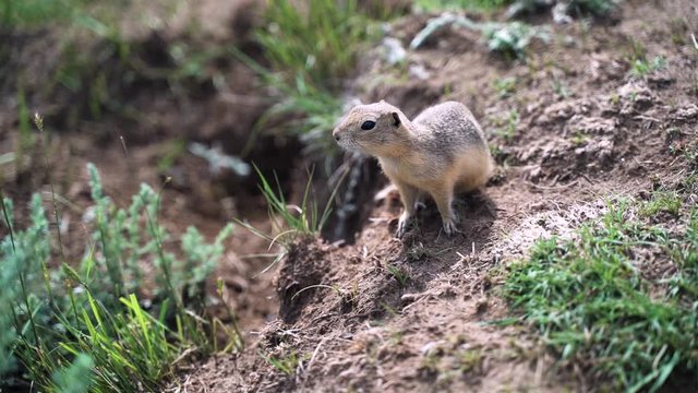 Cute little gopher looking nervous at camera then running away, handheld slowmo