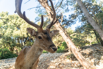 Extreme closeup portrait of majestic powerful young red deer stag in nature