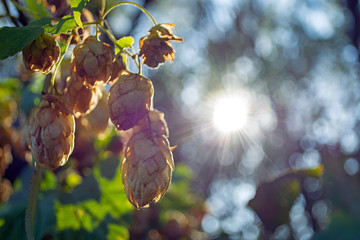 ripe hop cones in the field in early autumn on a sunny day