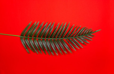 Fresh green tropical palm leaf on red background. Empty space for copy, lettering, room for text. Minimalist style flat lay poster design template.