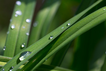 beauty, blossom, botany, colorful, flora, flower, garden, nature, perfume, petal, rose, detail, macro, scent, fragrance