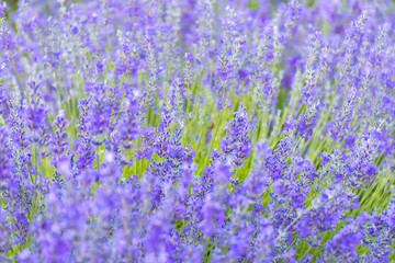 Fototapeta premium Lavender Flowers at the Plantation Field, Lavandula Angustifolia