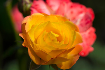Detail of the yellow Rose 