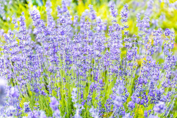 Obraz premium Lavender Flowers at the Plantation Field, Lavandula Angustifolia