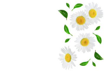 one chamomile or daisies with leaves isolated on white background with copy space for your text