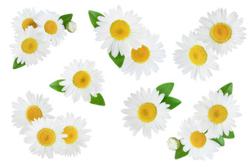 one chamomile or daisies with leaves isolated on white background, Set or collection