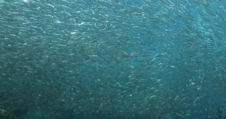 Flatiron Herring baitball from the islands of the sea of Cortez, Mexico.