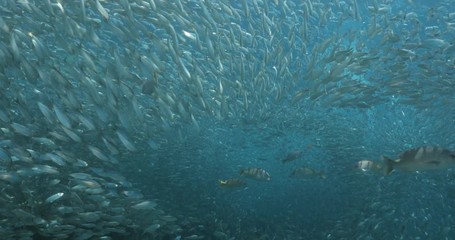 Flatiron Herring baitball from the islands of the sea of Cortez, Mexico.