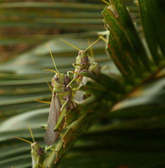 grasshopper on leaf