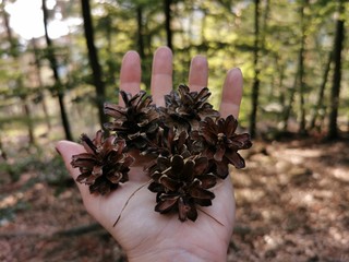 a handful of pine cones - autumn is coming