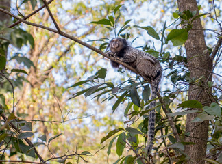 monkey in forest