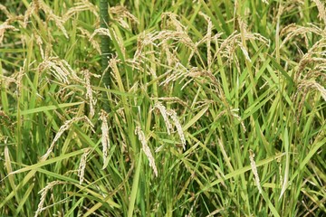 Rice cultivation / In Japan, rice is planted in the rainy season in May, and the harvest season comes in late September.