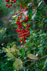 Bayas rojas en el bosque