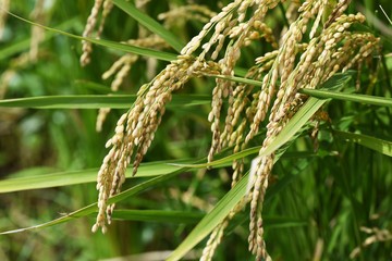 Rice cultivation / In Japan, rice is planted in the rainy season in May, and the harvest season comes in late September.