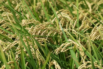Rice cultivation / In Japan, rice is planted in the rainy season in May, and the harvest season comes in late September.