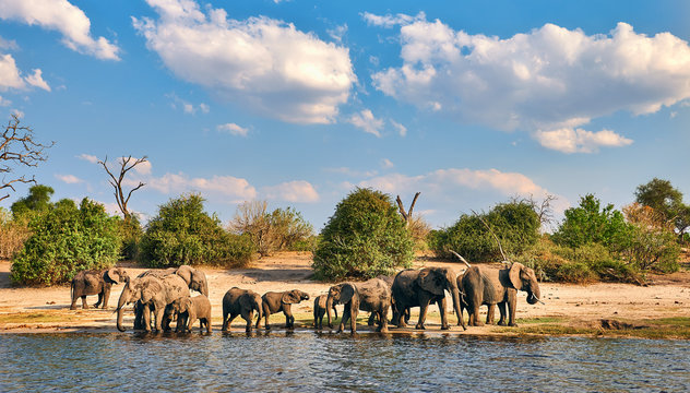 Herd of elephants (Loxodonta africana).