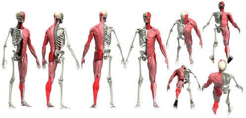 Half muscle half skeleton multiple view of male body anatomy 3d render