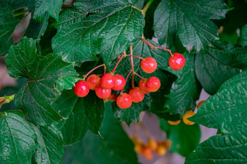 Juicy red mountain ash. Background on the wallpaper.