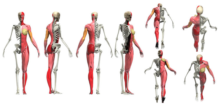 Half muscle half skeleton multiple view of female body anatomy 3d render
