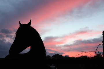 Naklejka na ściany i meble Horse sunset