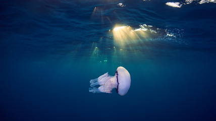 Medusa © Davide Lopresti