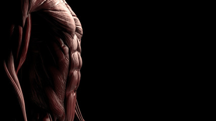 Side view of male lower body chest and abs muscles 3d render