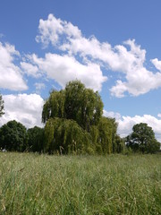 Die Sommerweide
