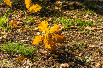 autumn leafs on the ground in the woods