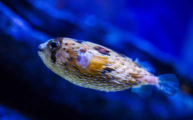 A puffer fish swimming. © David A Litman