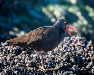 The Black Oystercatcher lives along the Pacific Coast of California, in Carmel by the Sea.