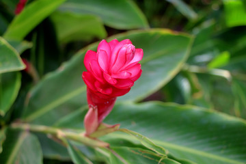 pink red tropical flower