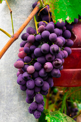 Bright fillet grapes. Vine. Autumn grapes.