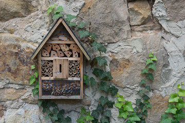 Alte Steinmauer mit Insektenhotel und wilden Efeu-Ranken