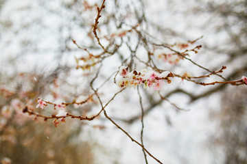 Snow covering branches of tree with flower buds