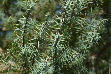 A bunch of leaves, Algeria, Africa