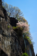 崖に咲く山桜、崖の一本桜