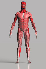 Muscular anatomy of male body on reflective gray background 3d render
