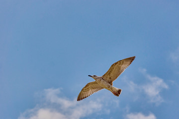 Obraz premium seagull in flight
