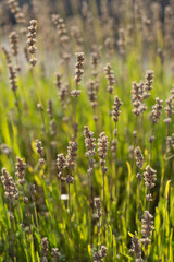 Lavendel-Feld am Ende der Blüte im Sonnenlicht