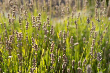 Lavendel-Feld am Ende der Blüte im Sonnenlicht