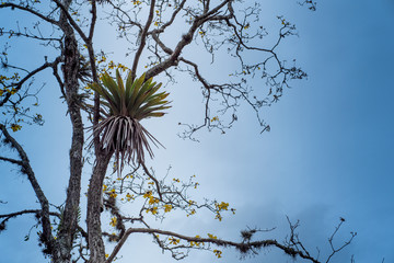 Epiphytes up on the branch of Handroanthus albus against blue sky with lots of copy-space