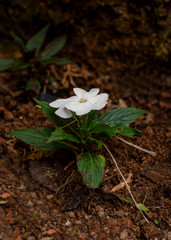 Manacá-da-serra – Tibouchina mutabilis, white, immature flower