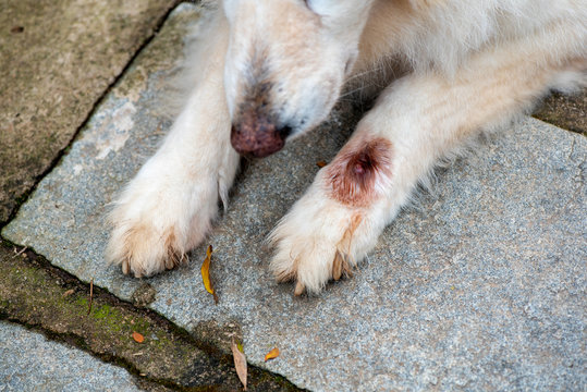 Dog infected with botfly -close-up on paw