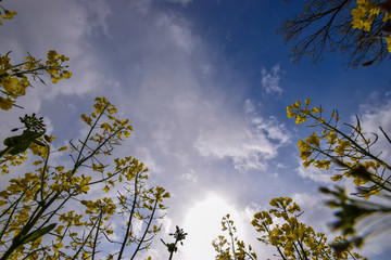 tree and sky