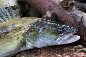 Zander in detail, the Fish from freshwater Deep, Sander lucioperca