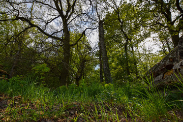 trees in the forest