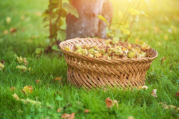 Fototapeta na wymiar wicker basket full of freshly picked hazelnuts on the meadow .