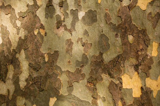 Texture of American Sycamore Tree bark (Platanus occidentalis) Camouflage background.